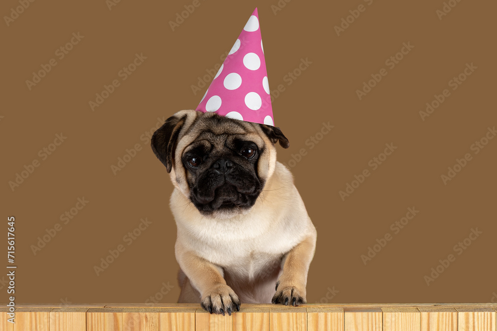Funny Pug dog wearing happy birthday hat on bright background.