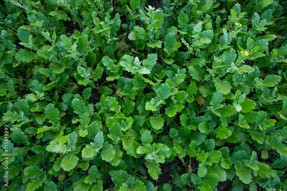 Top view of Green rapeseed plant Texture Background can be used as agriculture concepts Top view of Green rapeseed plant Texture Background can be used as agriculture concepts