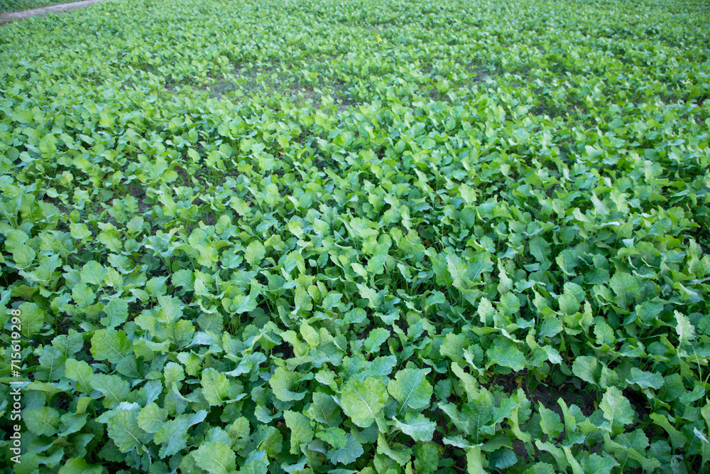Top view of Green rapeseed plant Texture Background can be used as agriculture concepts Top view of Green rapeseed plant Texture Background can be used as agriculture concepts