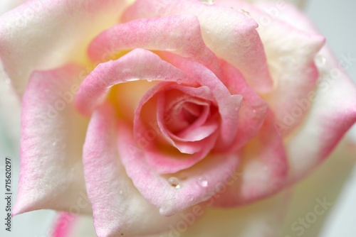 Close up pink rose with water drops for love wallpaper, background. Bunga mawar