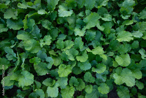 Top view of Green rapeseed plant Texture Background can be used as agriculture concepts
