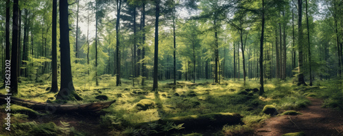 Natural green forest of Trees nature. Mystic scenery theme