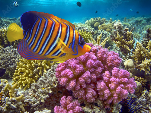 Beautiful tropical coral reef with shoal or red coral fish, Red Sea