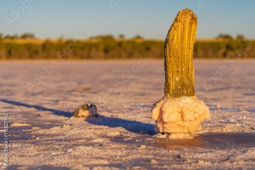 A weathered fencepost encrusted with crystals in the middle of a salt lake in late afternoon light photo