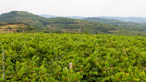 panoramic view of the Soave hills