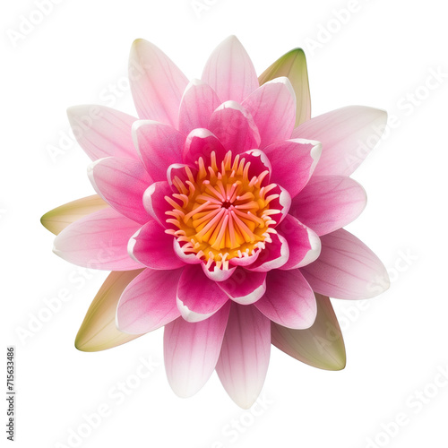 lotus flower isolated on transparent background top view 