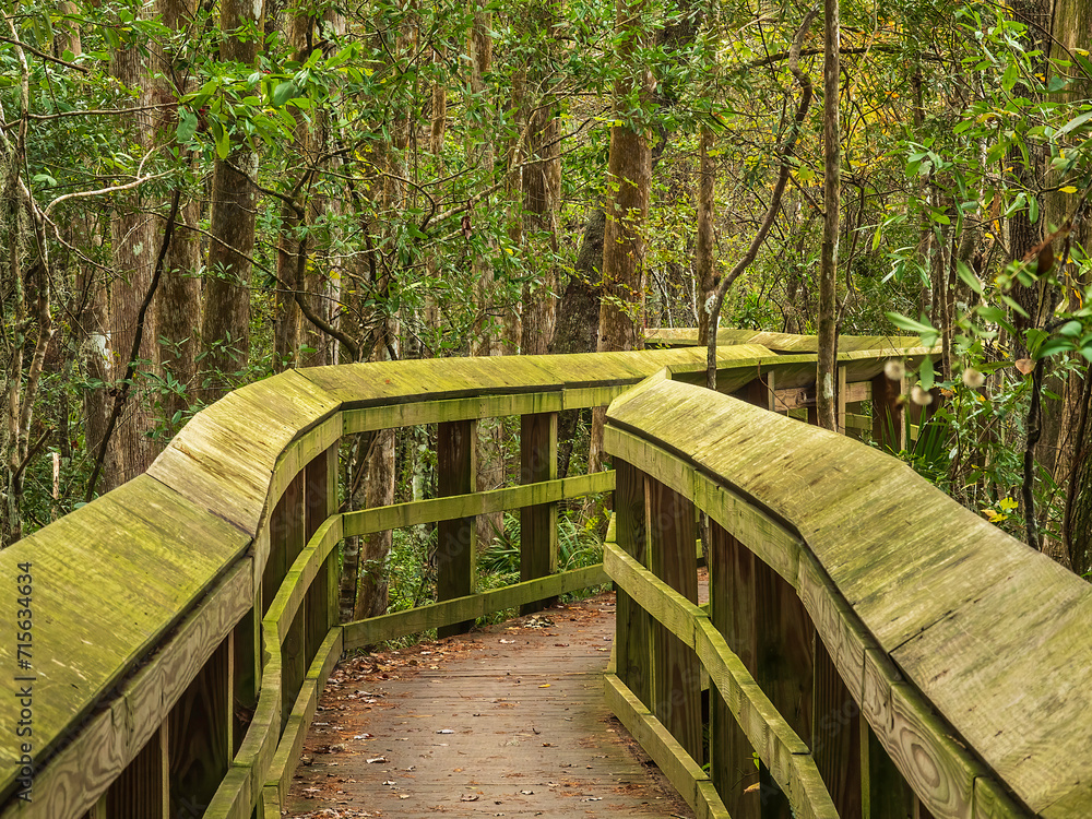 Fototapeta premium Perspective of zigzag boardwalk, accessible by wheelchair, along a wetland nature trail on the campus of University of Northern Florida in autumn