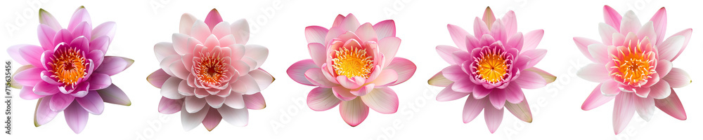 Five vibrant pink water lilies isolated on transparent background, perfect for botanical themes or tranquil spa-related designs Five vibrant pink water lilies isolated on transparent background, perfect for botanical themes or tranquil spa-related designs