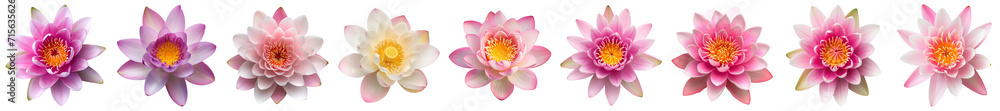 Assorted water lilies on a transparent background, showcasing a range of pink hues, perfect for spring-themed designs and decor Assorted water lilies on a transparent background, showcasing a range of pink hues, perfect for spring-themed designs and decor