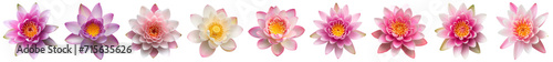 Assorted water lilies on a transparent background  showcasing a range of pink hues  perfect for spring-themed designs and decor