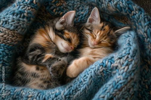 Two cute kittens sleeping on blue knitted blanket, tortoiseshell and ginger cat, top view, closeup, Generative AI 