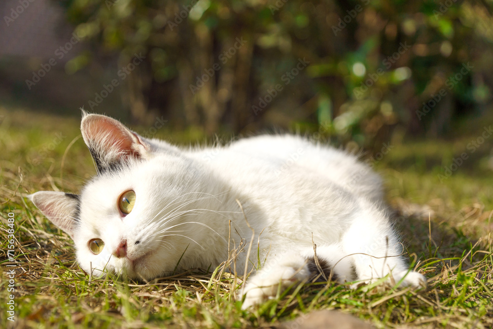 自然公園の芝の上でひなたぼっこしている白いかわいい子猫な野良猫 自然公園の芝の上でひなたぼっこしている白いかわいい子猫な野良猫