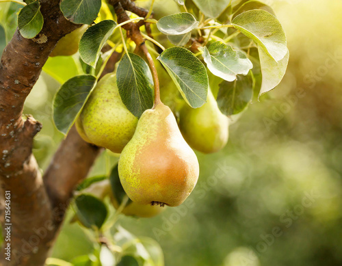 Tree of Abundance: Luscious Pears Beckon from Branches