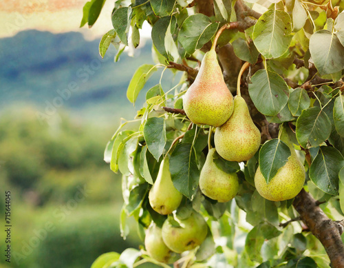 Pomaceous Delight: Juicy Pears Adorning the Orchard Tree