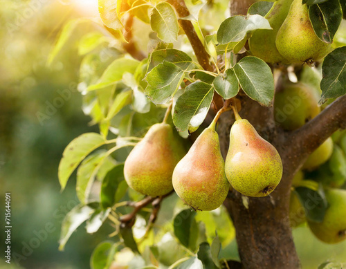 Orchard Bounty: Pears Glistening on the Tree