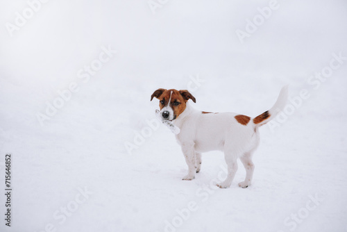 Fototapeta Naklejka Na Ścianę i Meble -  Cute Jack Russell dog walking in the snow. 
