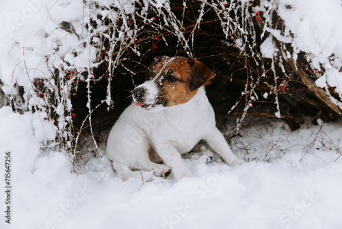 Fototapeta Naklejka Na Ścianę i Meble -  Cute Jack Russell dog playing in the snow. 