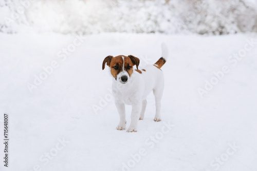 Cute Jack Russell dog walking in the snow. 