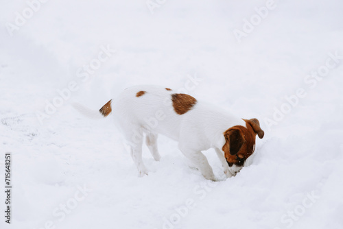 Cute Jack Russell dog walking in the snow. 