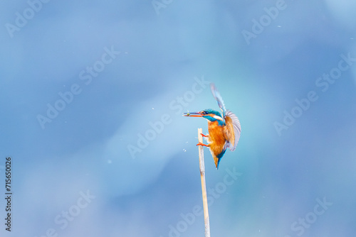 Kingfisher Perched on Stick in Vibrant Display of Nature