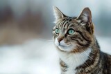 Astonished Cat With A Fierce Gaze, Striking A Pose Against A Plain Background. Сoncept Dramatic Cat Portraits, Intense Feline Expressions, Minimalist Cat Photography