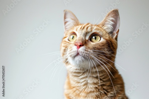 Startled Cat With A Wild Expression, Standing Alone Against A Clear Backdrop. Сoncept Dramatic Animal Portraits, Expressive Cat Photography