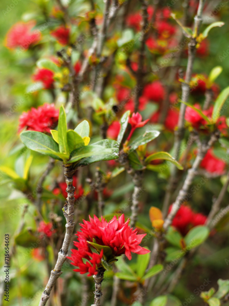 red berries on a branch