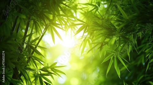 Asian Bamboo forest,natural background