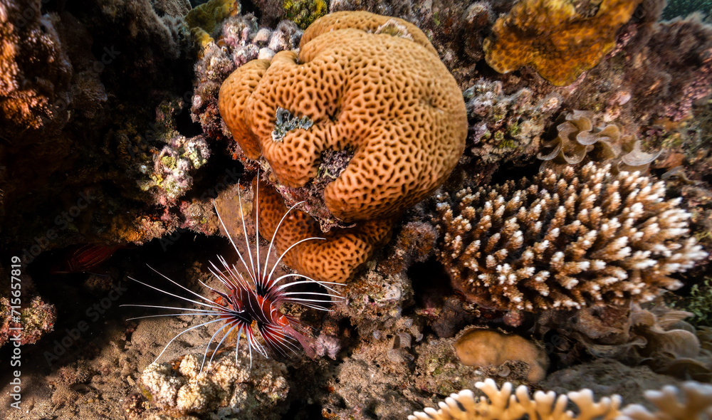 Underwater photography of coral and marine life Underwater photography of coral and marine life