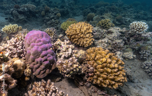 Underwater photography of coral and marine life