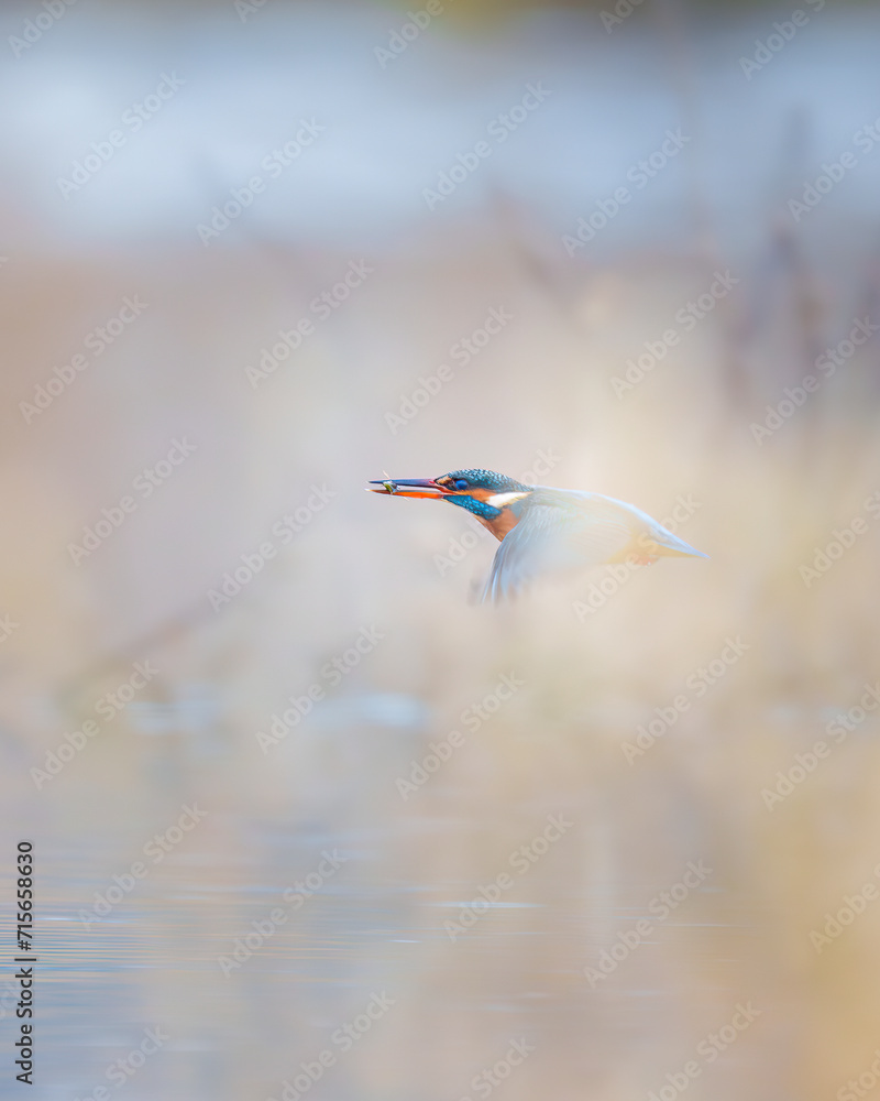 Kingfisher after successful  hunt