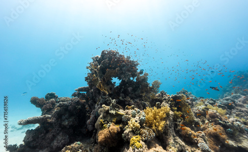 Fototapeta Naklejka Na Ścianę i Meble -  Underwater photography of coral and marine life