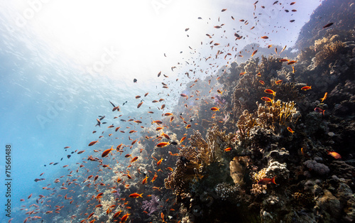 Underwater photography of coral and marine life © Sergej Kozacenko