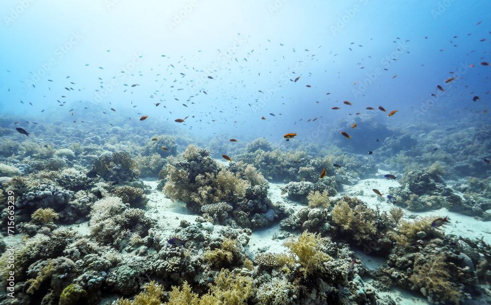 Underwater photography of coral and marine life