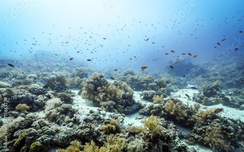 Underwater photography of coral and marine life