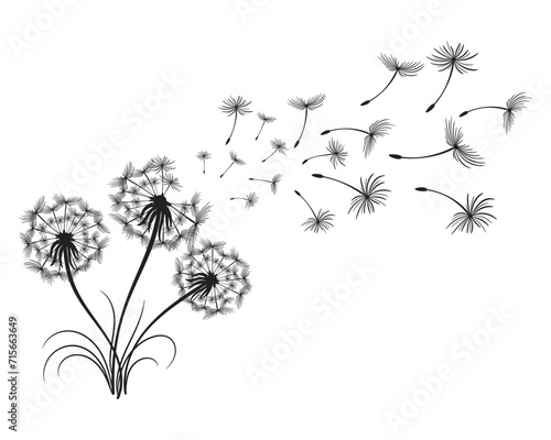 Dandelion with flying fluffy seeds. Sketch, black and white illustration, vector
