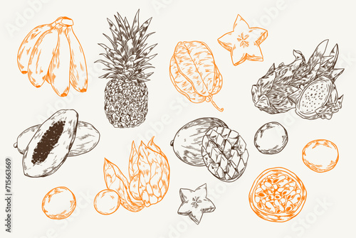 Illustrations Vecteur Fruits exotiques photo