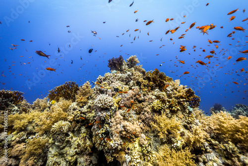 Underwater photography of coral and marine life