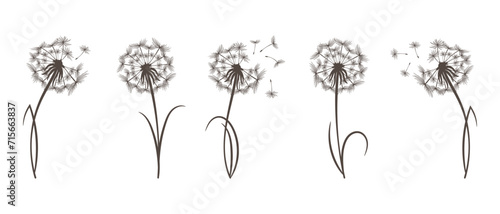 Set of dandelions with flying fluffy seeds. Sketch, black and white illustration, vector
