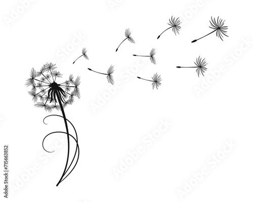 Dandelion with flying fluffy seeds. Sketch  black and white illustration  vector