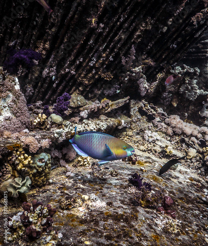 Underwater photography of coral and marine life