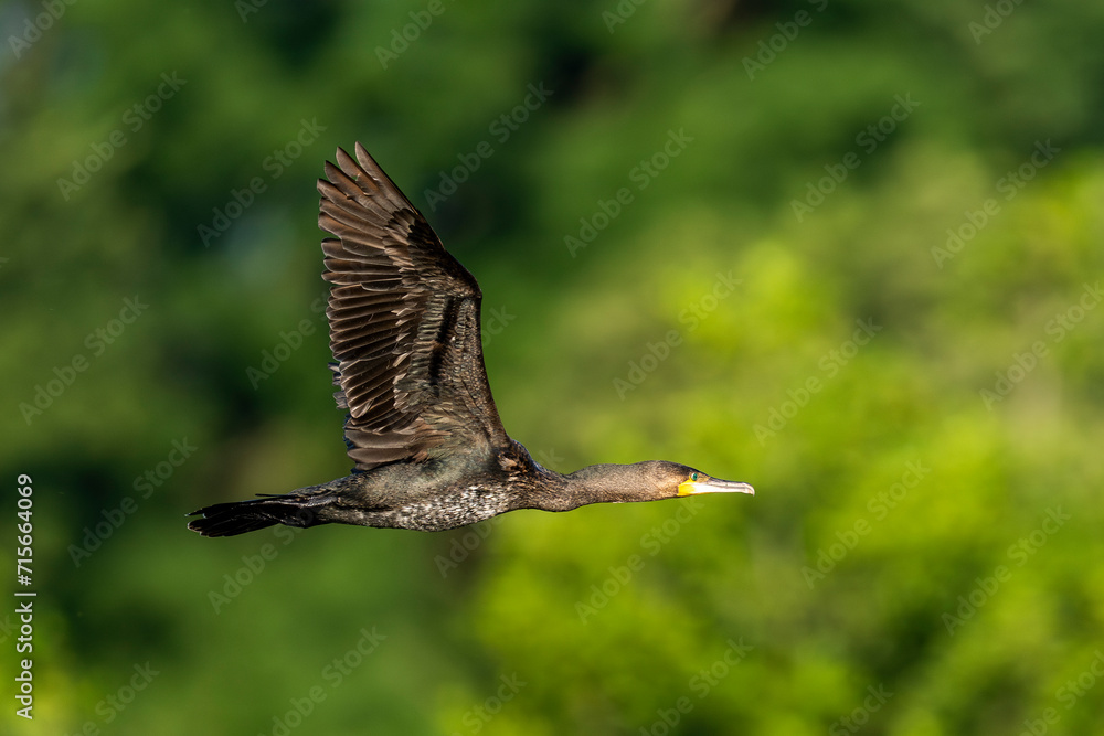Obraz premium Cormorant Soaring Through The Sky
