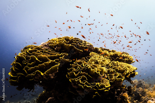 Underwater photography of coral and marine life