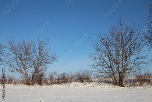 A snowy field with trees and blue sky