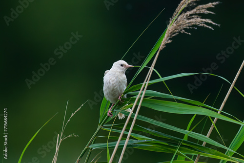 Pearlstar with leucism resting on reed photo