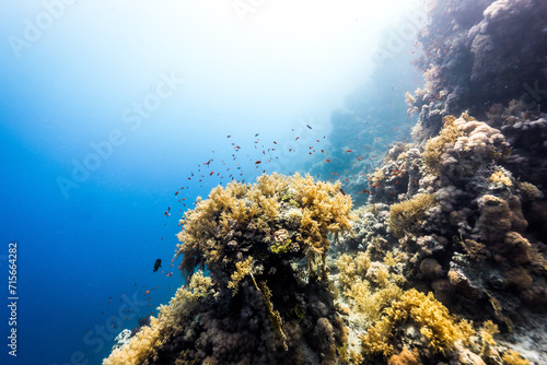 Underwater photography of coral and marine life