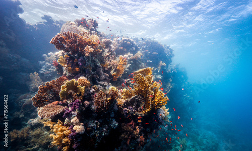 Underwater photography of coral and marine life