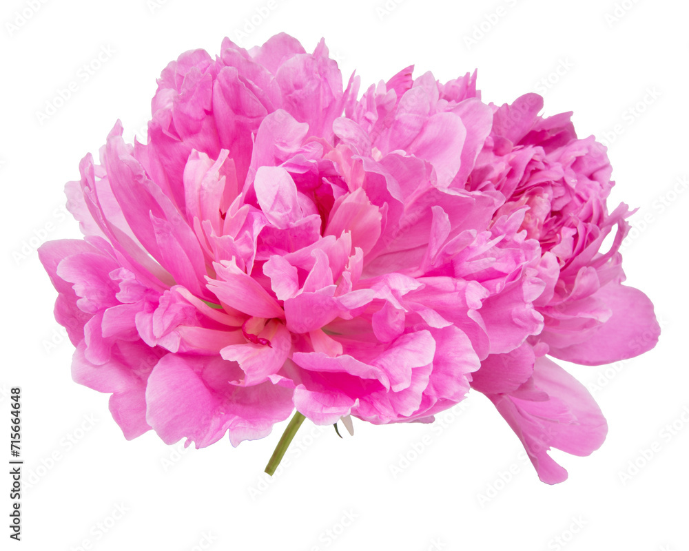 Beautiful pink peony isolated on white background Beautiful pink peony isolated on white background