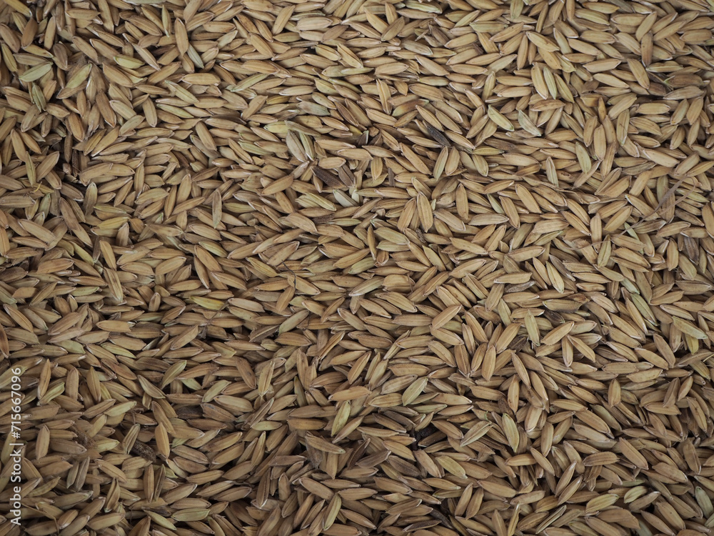 close up of seeds close up of seeds