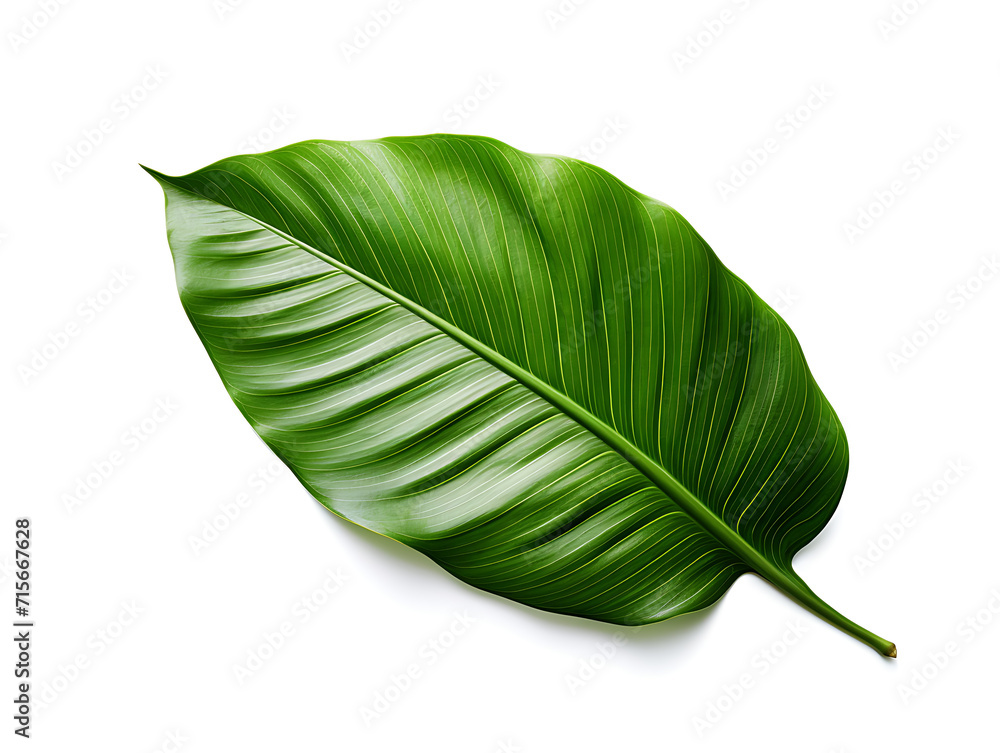 Fototapeta premium A tropical green leaf suitable for home decor, aesthetics, and collage design. Captured from the corner of an eagle's eye on a white background. Created with Generative AI.